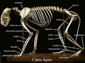 Canis lupus 101: Biology