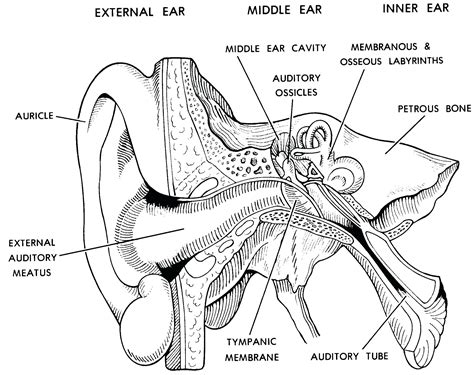 Parts Of The Ear Drawing at GetDrawings | Free download
