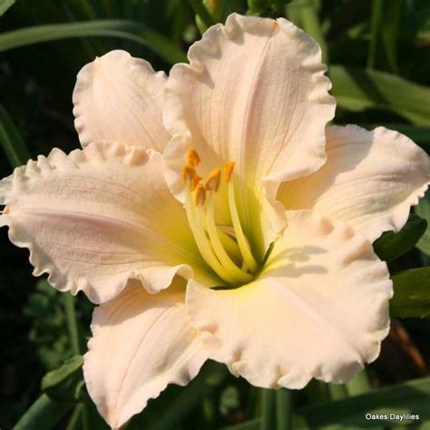 LULLABY BABY - Oakes Daylilies