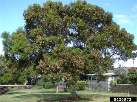 small Philippine acacia (Acacia confusa)
