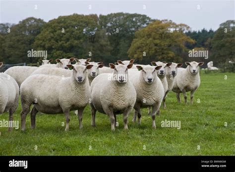 Charollais sheep ewes sheep domestic farm farms farming hoofed mammal ...