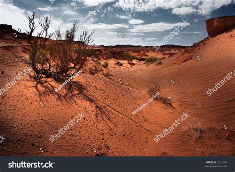 Gobi Desert Parched Plants Stock Photo 2521085 : Shutterstock