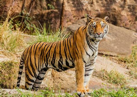 Amazing Facts About Bengal Tigers | Animal World