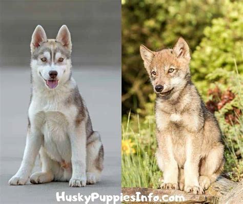 Wolf Husky Puppies