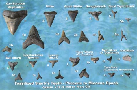 Shark facts, Shark teeth, Fossilized shark teeth