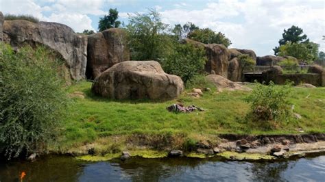 African Lion Exhibit Sedgwick County Zoo Wichita KS - The Zoo Review