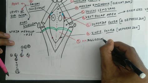 Floor Of Fourth Ventricle Easy Diagram | Viewfloor.co