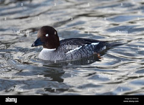 Portrait of a female goldeneye duck (bucephala clangula) swimming in ...