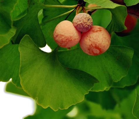 Ginkgo biloba - health benefits of the immortal maidenhair tree, easy prep