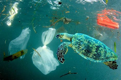 These images show the true impact of plastics on our oceans | loveexploring.com