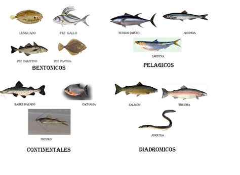 la receta perfecta : CLASIFICACIÓN DE LOS PESCADOS