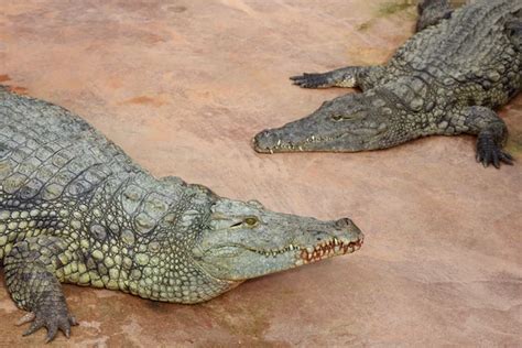 Nile Crocodile Teeth — Stock Photo © fouroaks #3438933