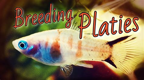 PLATY FISH BREEDING (All You Need to Know) - YouTube