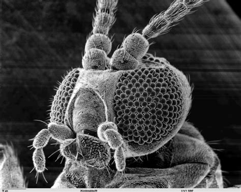 Gall Midge (Cecidomyiidae) | Scanning electron microscope, Scanning ...