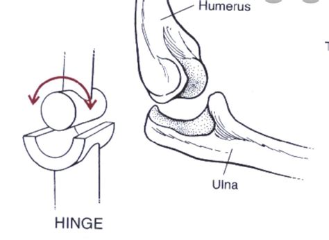 what is the work of hinge joint? - Brainly.in