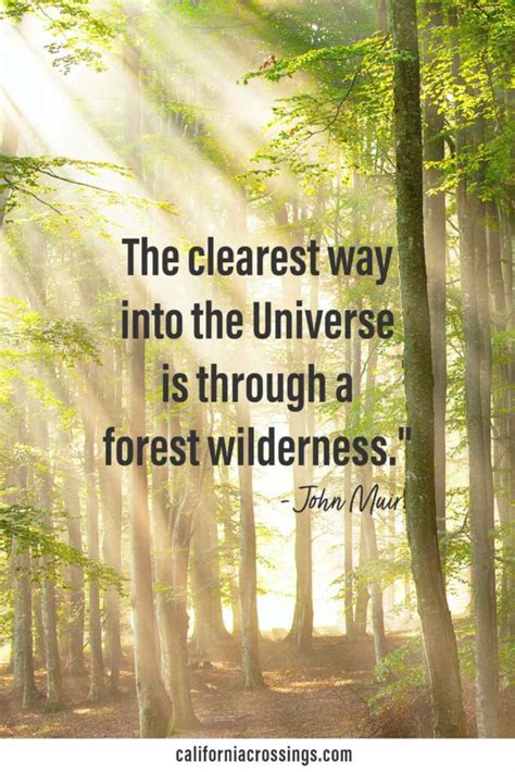 40 Inspiring John Muir Quotes: On Nature, Mountains, Hiking, Trees ...