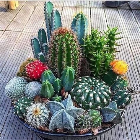 Pin on Plantas y flores | Mini cactus garden, Cactus arrangement, Succulent garden diy