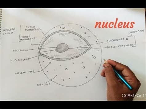 Nucleus Drawing Easy : Learn how to draw a red crewmate from among us ...