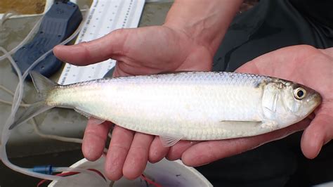 Maryland Biodiversity Project - Blueback Herring (Alosa aestivalis)