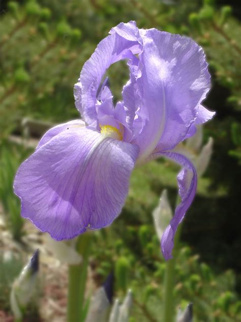 Purple Iris Flower – Photos Public Domain