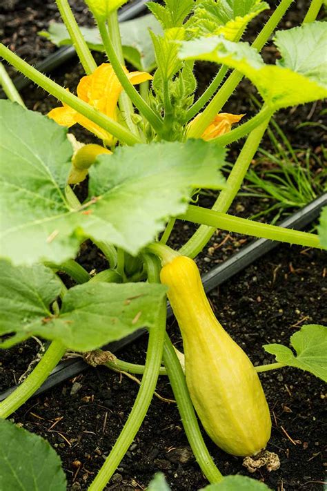 Learn How to Plant and Grow Crookneck Squash | Gardener's Path