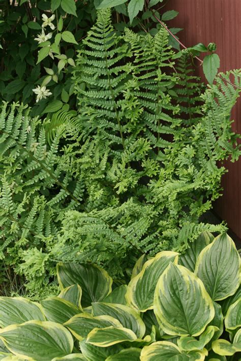 Dryopteris filix-mas | Hardy Fern Foundation