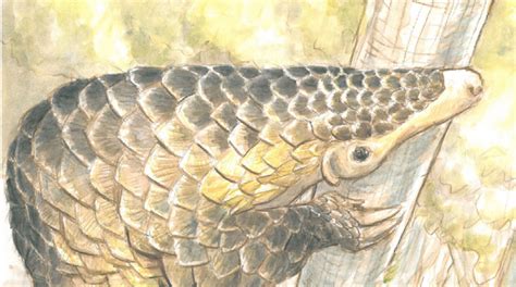 Sunda pangolin - Pangolin Specialist Group