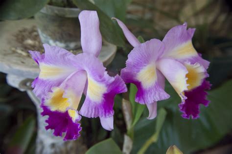 "Rainbow" Orchid Flowers | ClipPix ETC: Educational Photos for Students and Teachers