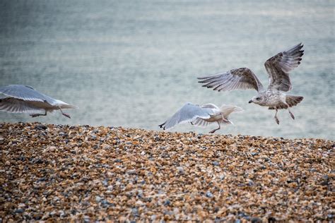 Seagulls Beach Sea - Free photo on Pixabay - Pixabay