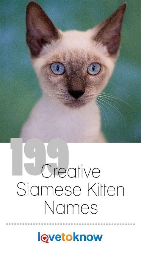 199 Creative Siamese Kitten Names - Siamese Kittens - Ideas of Siamese Kittens #SiameseKittens ...