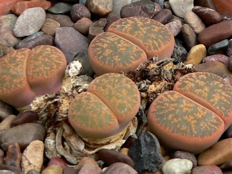 Lithops lesliei - Living Stone, Pebble Plant | World of Succulents