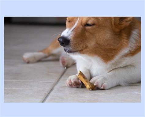 Best Treats For Corgis? Here's How I Pick Them - Corgi Planet