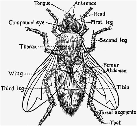 Fly Anatomy | Diagram | Pinterest | Posts and Anatomy