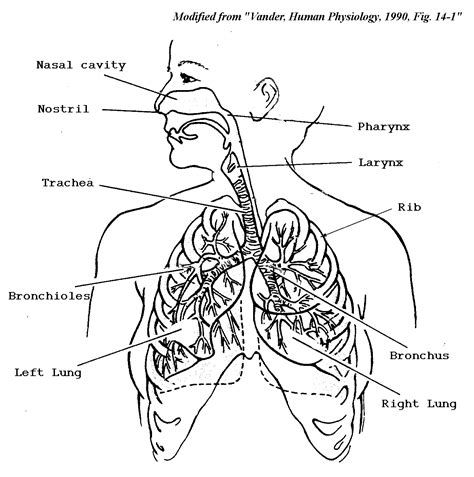 Human Organs Drawing at GetDrawings | Free download