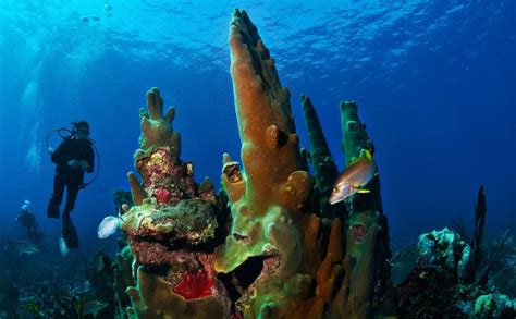 Best Scuba Diving in Caribbean for Beginners – Top 8 Spots to Visit