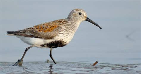 Dunlin Identification, All About Birds, Cornell Lab of Ornithology
