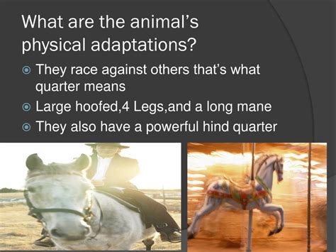 PPT - American quarter horse PowerPoint Presentation, free download ...