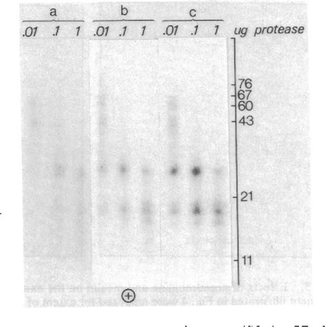 Figure 3 from Hormonal regulation of hormone-sensitive lipase in intact ...