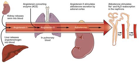 Regulation of Fluid Volume and Composition | Anatomy and Physiology I Class Notes | Fiveable