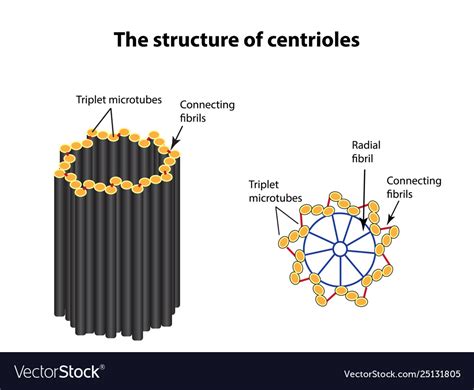 The structure centrioles infographics Royalty Free Vector