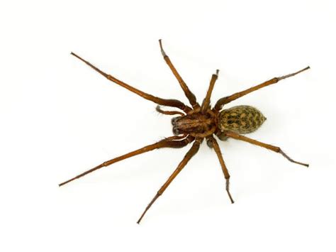 giant house spider bite - Tandy Maier