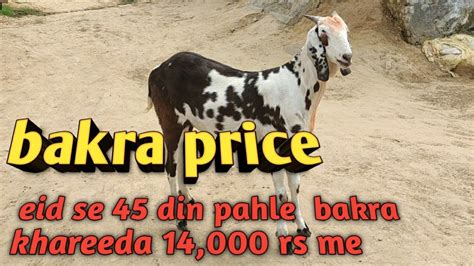 Bakra | bakra eid 2020 bulandshahr uttar pradesh ( india ) | bakra ...