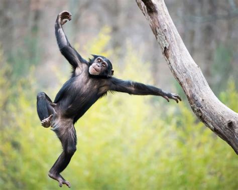 Chimpanzees spontaneously dance to music