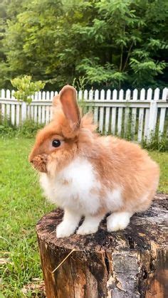 Jack Frost The Czech Frosty Rabbit enjoying Homemade Raspberry Rabbit Treats | Rabbit treats ...