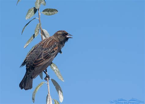 Immature Male Red-winged Blackbird - Mia McPherson's On The Wing ...