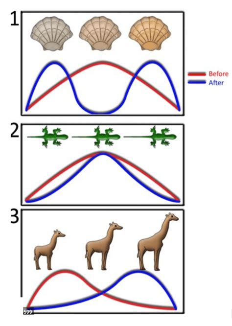 AP Biology Evolution Review Jeopardy Template