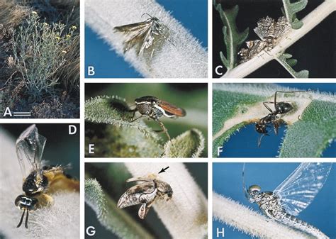 (A) M. pumila (bar 10 cm). (B-H) Various insects entrapped on M.... | Download Scientific Diagram