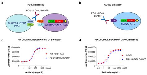 IJMS | Free Full-Text | Simultaneous Inhibition of PD-1 and Stimulation of CD40 Signaling ...