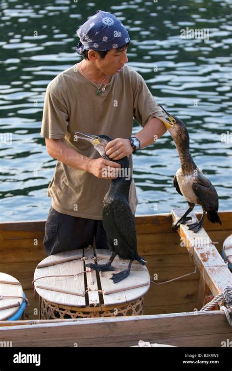 Cormorant fisherman with two of his birds preparing to go fishing on the Kiso River in Inuyama ...