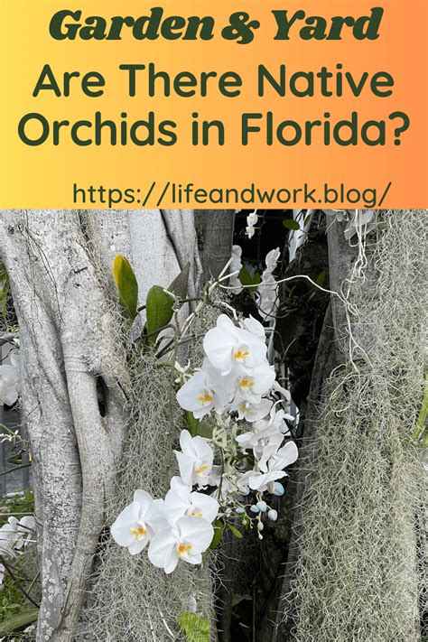 Are There Native Orchids in Florida?